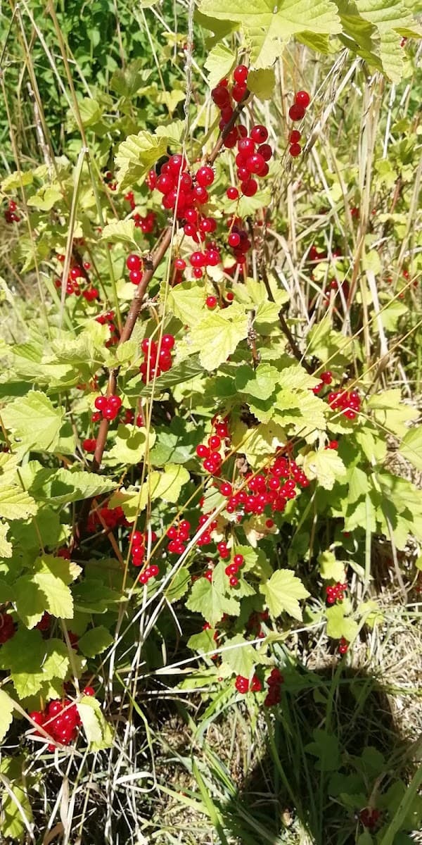 Bioboerderij 't Uilenbos