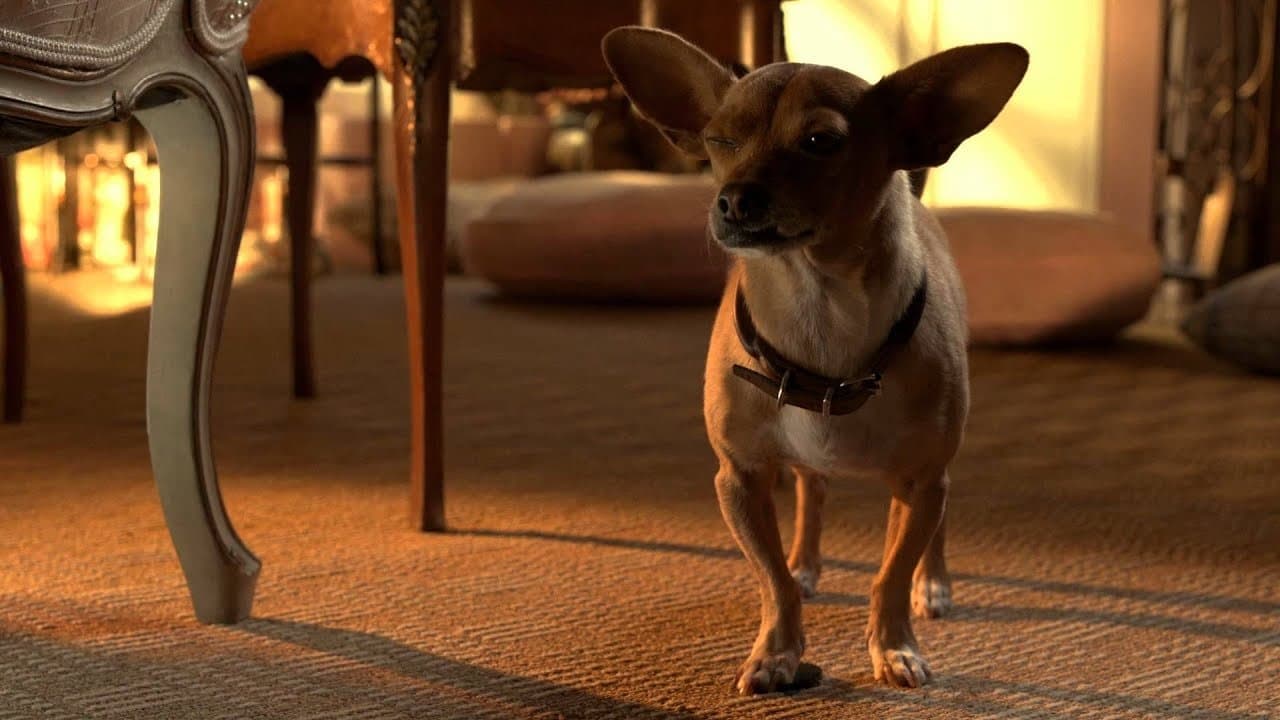 Beverly Hills Chihuahua 3: Viva la Fiesta! backdrop
