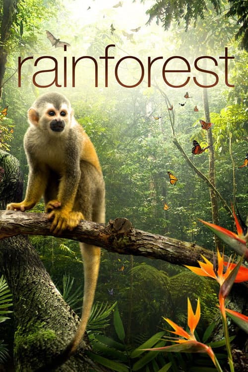 3D cinema - The secret life of the rainforest
