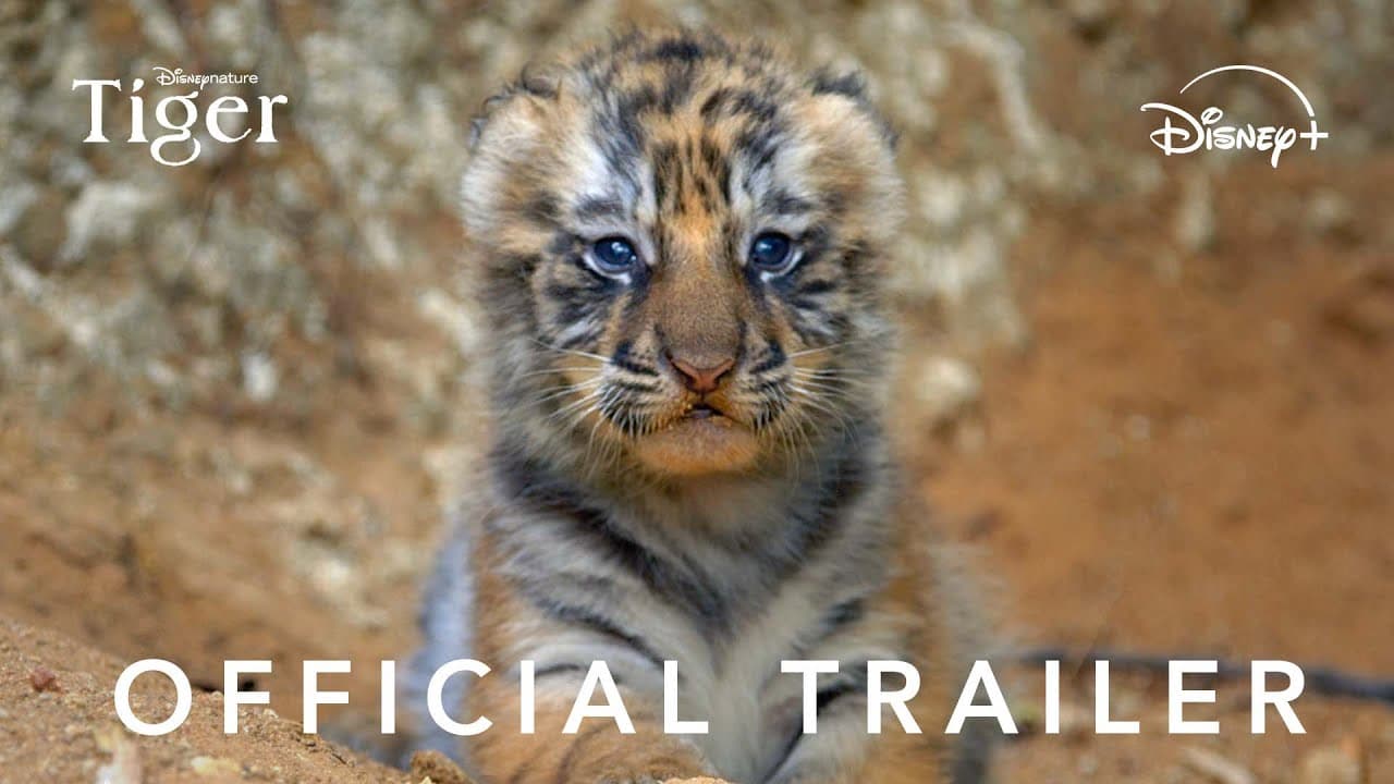 Tiger trailer thumbnail