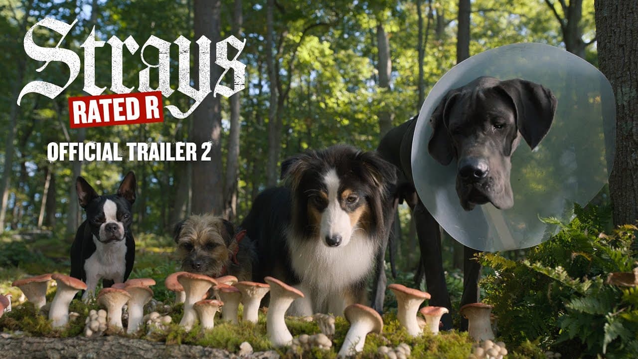 Strays trailer thumbnail