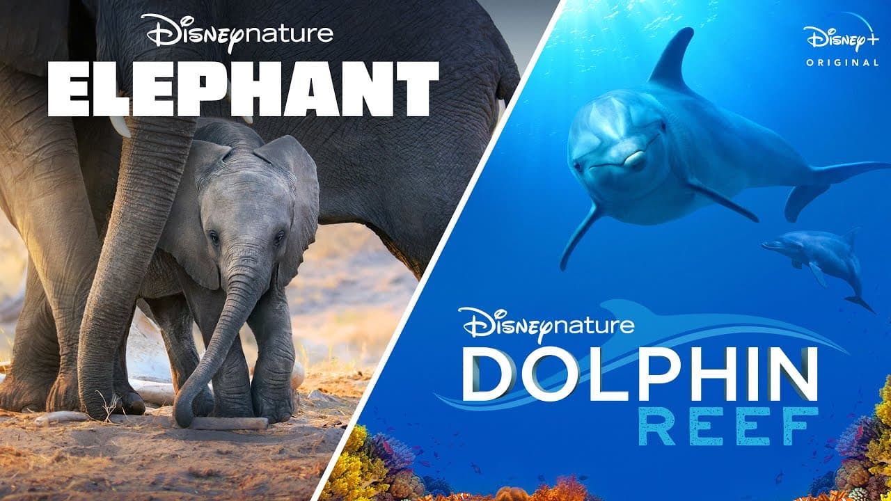 Dolphin Reef trailer thumbnail