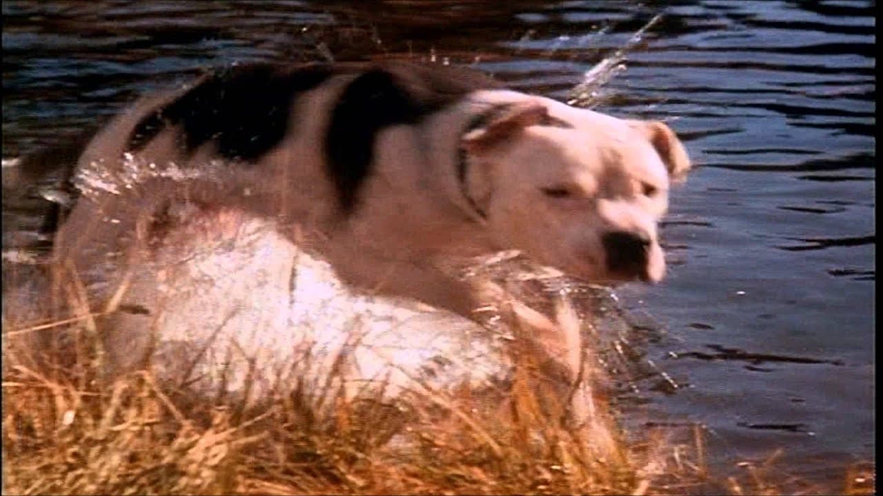 Homeward Bound: The Incredible Journey trailer thumbnail
