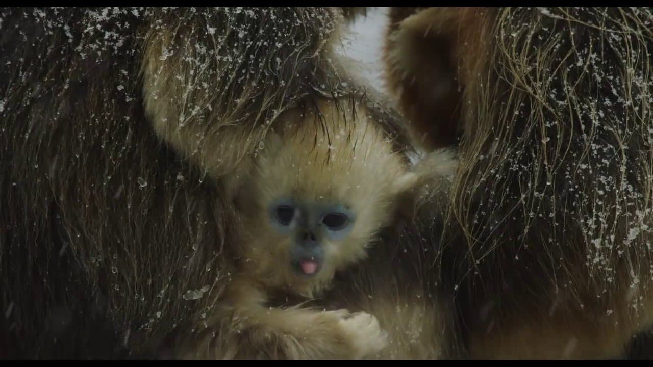 Born in China trailer thumbnail