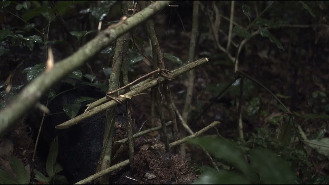 The Tree of Authenticity trailer thumbnail