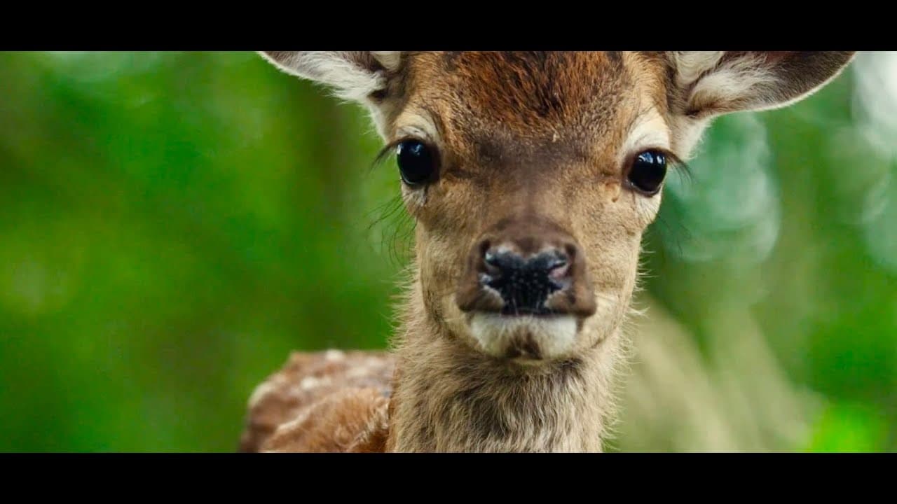 Bambi: A Tale of Life in the Woods trailer thumbnail