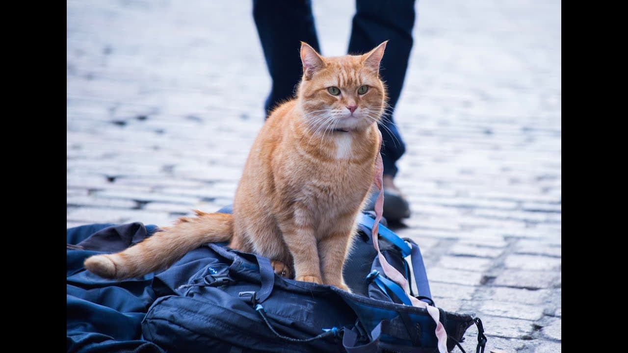 A Street Cat Named Bob trailer thumbnail