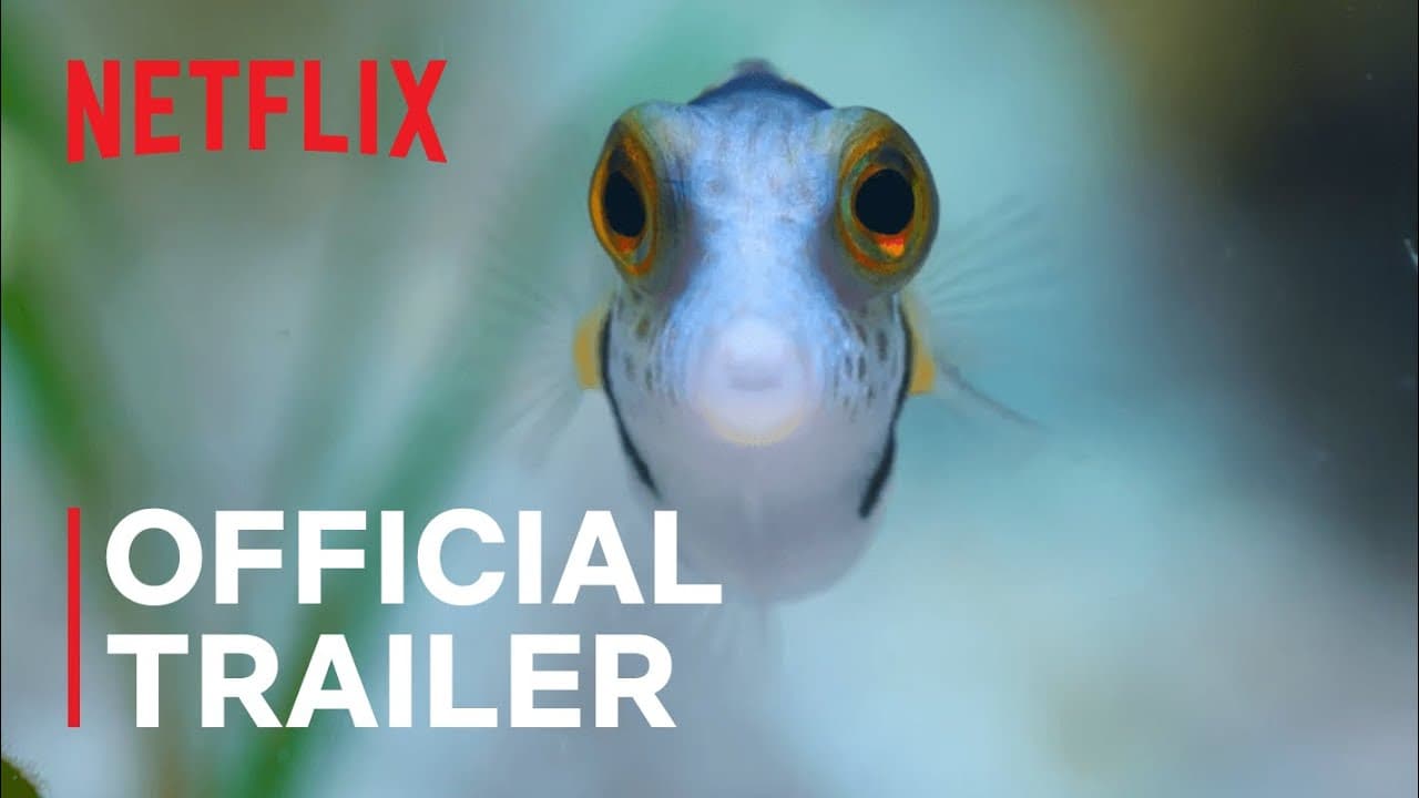 Puff: Wonders of the Reef trailer thumbnail