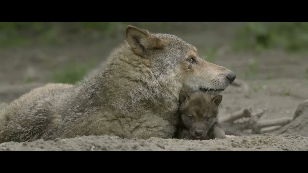 Wolf: Wanderer Without Borders trailer thumbnail